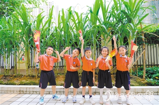 朗晴小學(xué)學(xué)生打卡校園甘蔗地。