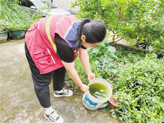 市疾控中心工作人員清理積水以預(yù)防登革熱。