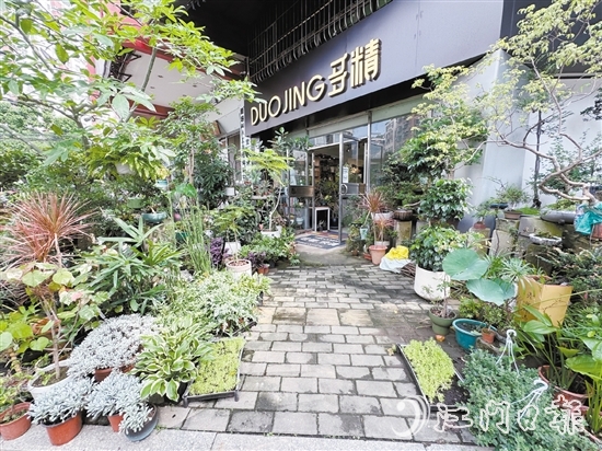 “多精植物”的門口錯(cuò)落有致地?cái)[放著形態(tài)各異的植物。