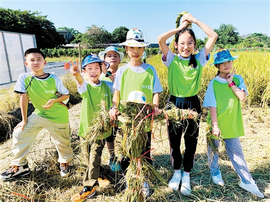 江門日?qǐng)?bào)青蘋果研學(xué)活動(dòng)帶小朋友們體驗(yàn)割禾的樂趣。宋思瑜
