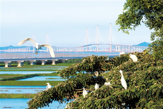 飛舞的白鷺和遠處的黃茅?？绾Ｍǖ罉?gòu)成一幅畫。