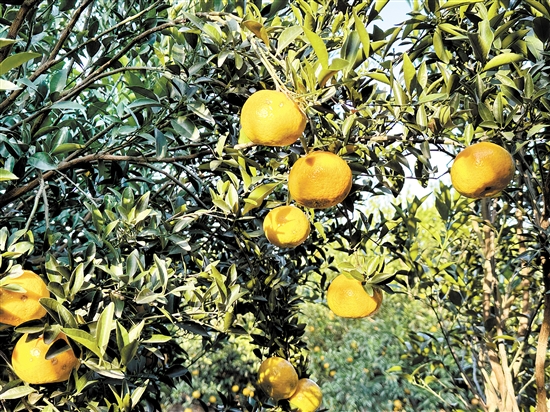 新會(huì)柑進(jìn)入大紅柑采摘期。