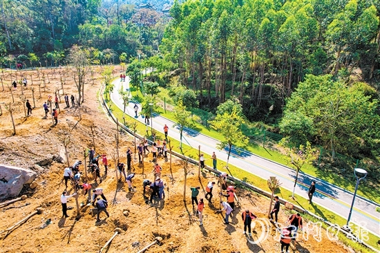 蓬江區(qū)在杜阮涼瓜田園綜合體開展2024年推進綠美廣東生態(tài)建設(shè)義務植樹活動。