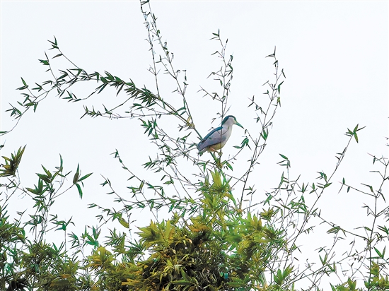 小鳥佇立枝頭。