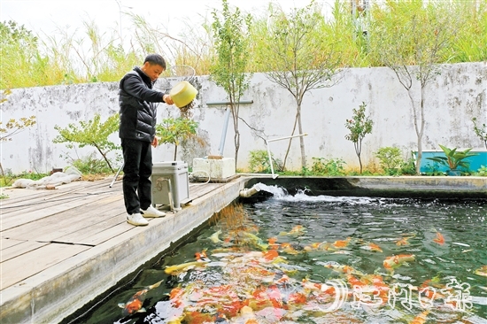 在新港錦鯉養(yǎng)殖場，場主劉耀新將餌料一撒而下，塘中色彩艷麗的錦鯉蜂擁而至，爭搶食物。