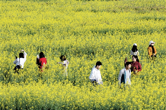 都市農(nóng)業(yè)生態(tài)園一年四季都游人如織。