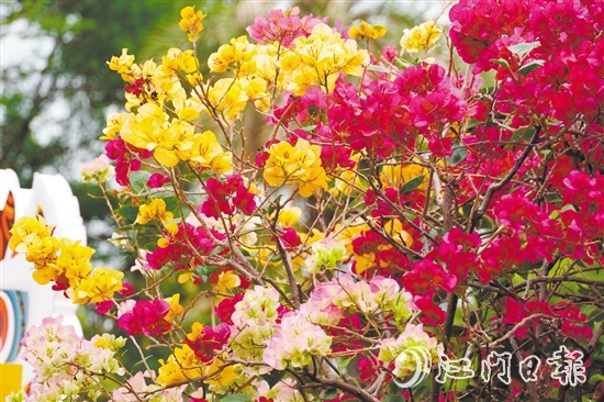 東湖公園種植了多個(gè)簕杜鵑品種。