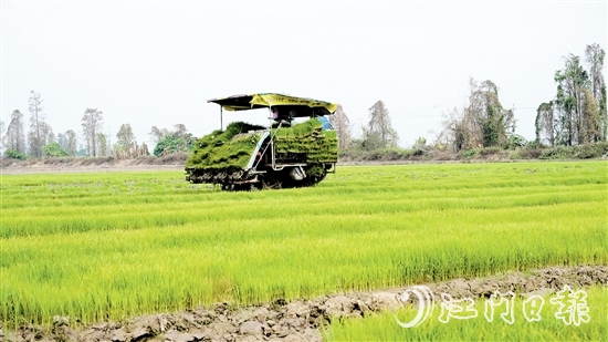 插秧機(jī)在農(nóng)田來回穿梭，運(yùn)送秧苗。