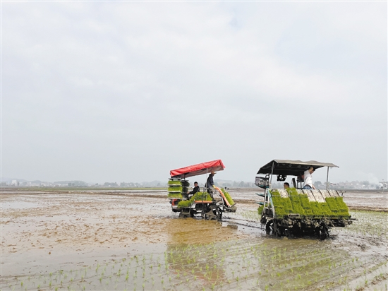 插秧機在田間穿梭作業(yè)，提高了插秧的效率。