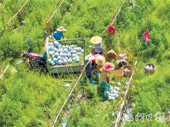 科技品牌雙輪驅(qū)動(dòng)下，潭碧冬瓜打出了品牌效應(yīng)。