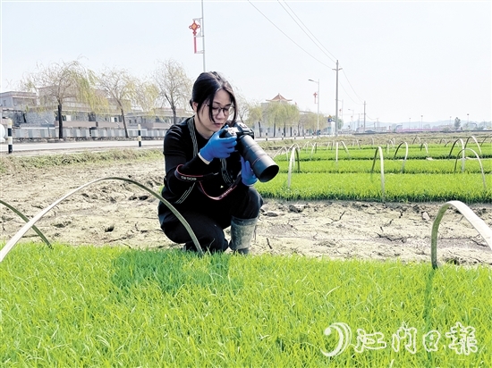 尹曉婷到田里查看秧苗成長情況。