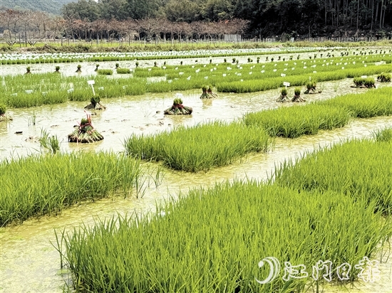 在陽光的照耀下，育苗水田上的稻苗煥發(fā)出勃勃生機(jī)。