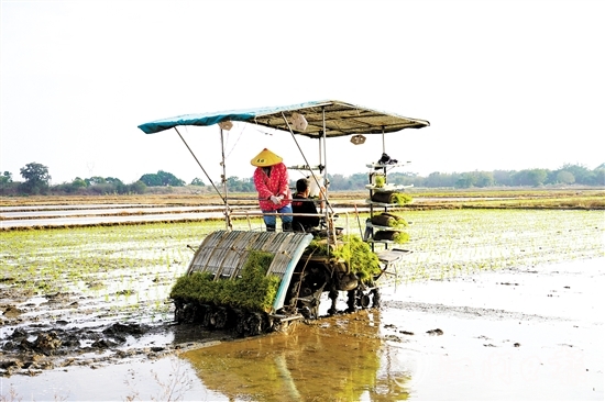 機械化作業(yè)提高農(nóng)戶種糧效益。