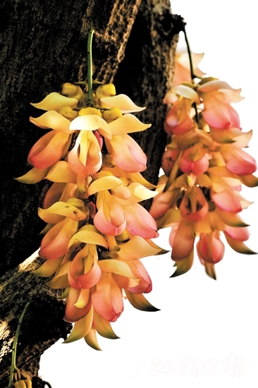 粉色禾雀花是大雁山風景區(qū)特有的野生品種。