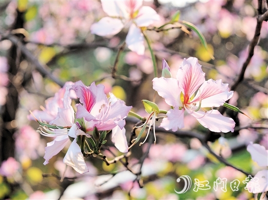 在沙坪河南岸濕地公園，宮粉紫荊燦爛綻放。