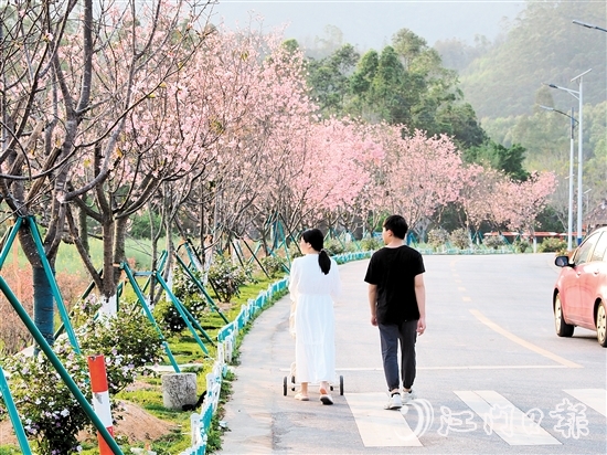 鶴城鎮(zhèn)城西村忠心崗櫻花大道迎來了櫻花盛開的時節(jié)，游客們在櫻花香中漫步。