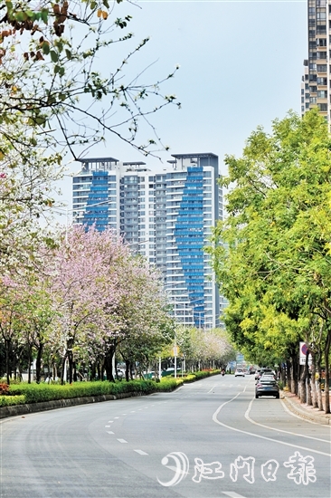 鶴山市沙坪街道容章路迎來宮粉紫荊的盛花期。