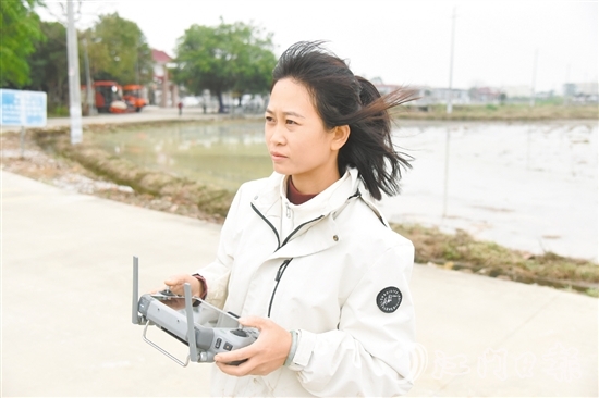 李坤蘭在田埂邊操作植保無人機(jī)。