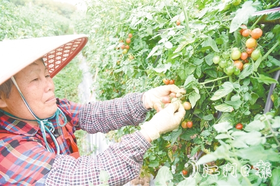 水塘村的圣女果迎來收獲季，農(nóng)戶忙著采摘。