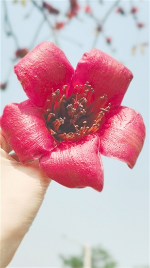 市民要謹慎食用路邊撿的木棉花。