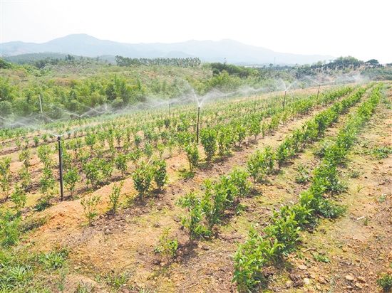 鶴山市真斗茶業(yè)有限公司的新茶園配備了自動噴淋系統(tǒng)，為茶樹生長提供充足水分。