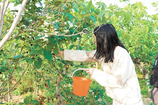 游客在采摘桑葚。
