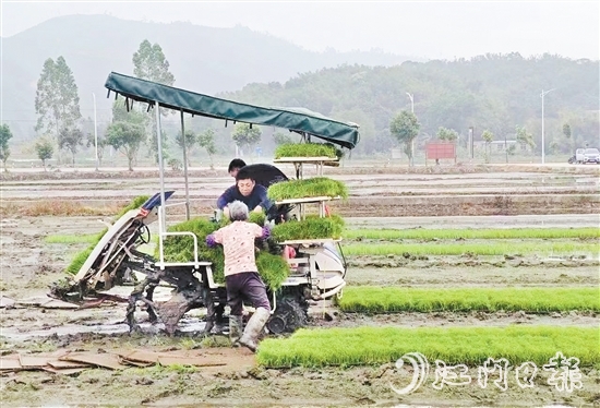 試驗(yàn)基地在開展鹽堿地改造、耐鹽堿水稻試驗(yàn)的同時(shí)，帶動(dòng)周邊農(nóng)戶參與，讓村民實(shí)現(xiàn)“家門口”就業(yè)。