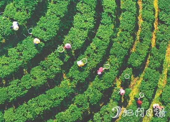 正值春茶采摘期，在黃亞山茶業(yè)的茶場(chǎng)里，茶農(nóng)們正在采摘茶葉。