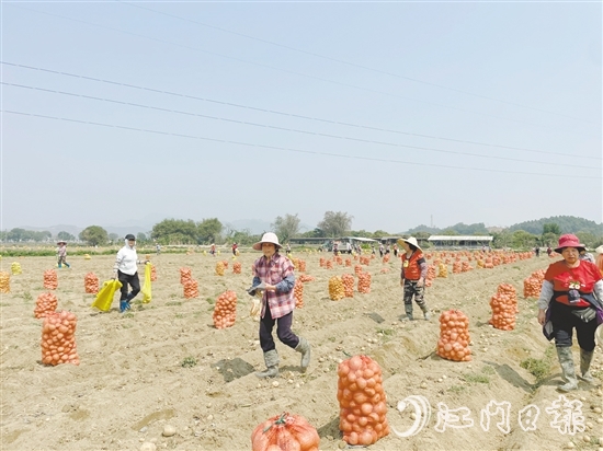 恩平市作為全省“社村合作”12個試點(diǎn)之一，“社村合作”通過技術(shù)支持、拓寬渠道、品牌賦能等方式，助力馬鈴薯產(chǎn)業(yè)向好發(fā)展。