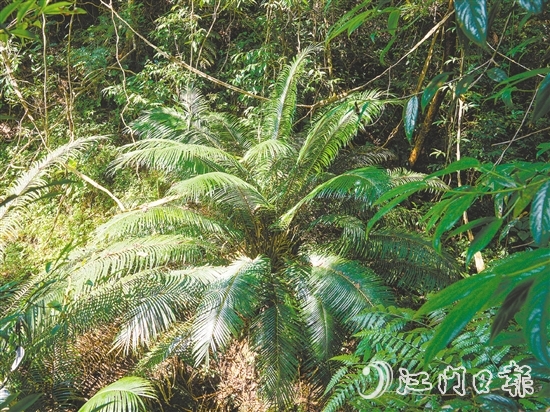 七星坑保護(hù)區(qū)內(nèi)首次發(fā)現(xiàn)國家一級保護(hù)植物——仙湖蘇鐵。