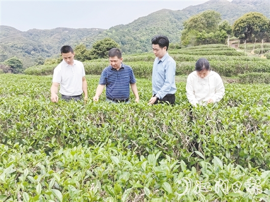 大沙鎮(zhèn)人大主動(dòng)開(kāi)展采茶工招聘宣傳工作，為群眾提供就近務(wù)工機(jī)會(huì)。