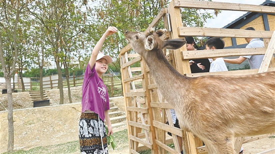 在七星山牧場，小朋友與萌寵互動。