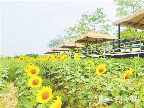 行走在西坑村，綠樹成蔭、鮮花盛開、空氣清新，一幅生態(tài)宜居的美麗鄉(xiāng)村畫卷徐徐展開。