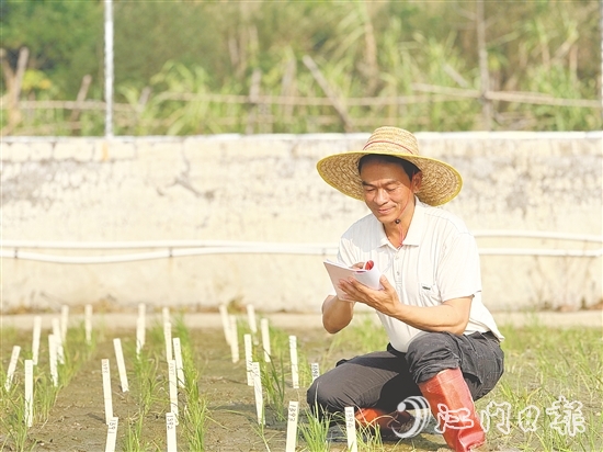 臺(tái)山市農(nóng)業(yè)技術(shù)推廣中心良種示范場(chǎng)場(chǎng)長(zhǎng)謝文青