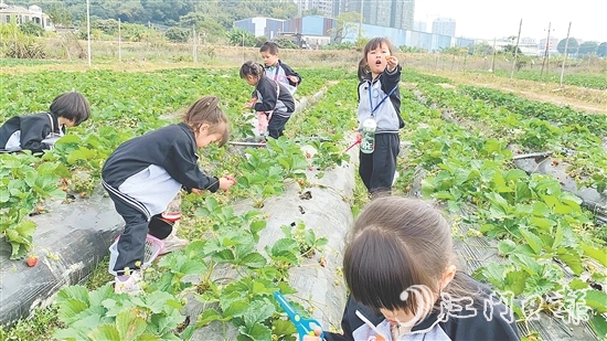 每逢周末，不少孩子來到臺城街道桂水村的小鮮農場體驗采摘果蔬的樂趣。