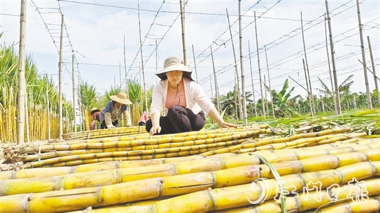 果蔗迎來豐收，聶紅梅在蔗田里收甘蔗。