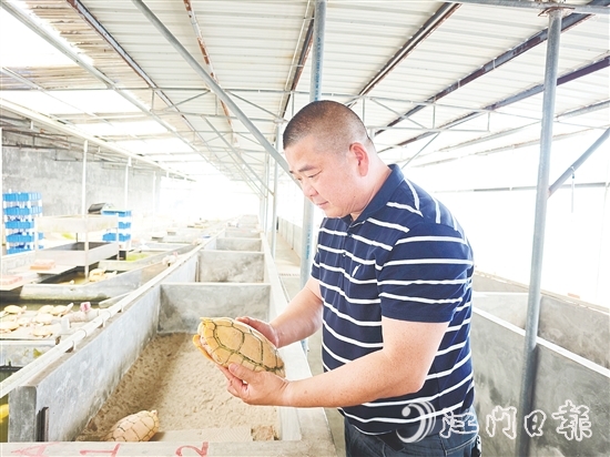 莫立覺仔細(xì)觀察種龜?shù)纳L情況。