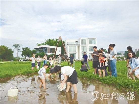 近段時(shí)間，不少外地游客專門到恩平市簕菜文化創(chuàng)意園參與農(nóng)耕活動(dòng)。