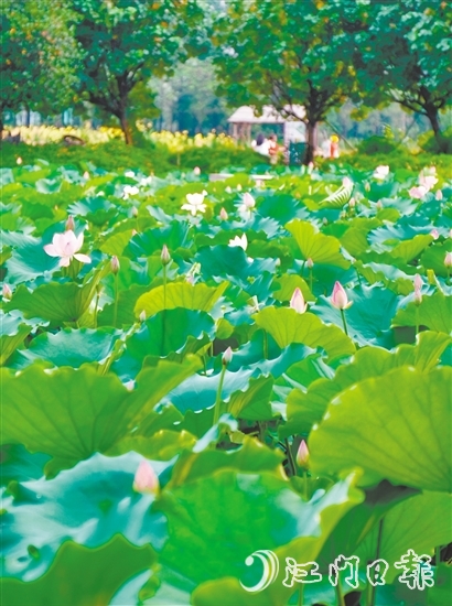 江海都市農(nóng)業(yè)生態(tài)園荷花悄然綻放，預(yù)計(jì)端午前后進(jìn)入盛花期。龔靜