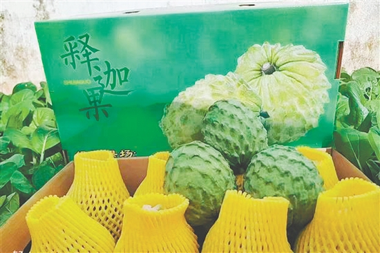 昆中村聚力發(fā)展釋迦果種植，走出“甜蜜致富路”。