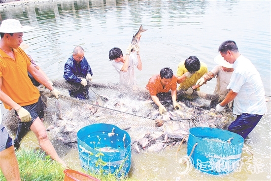 好山出好水、好水養(yǎng)好魚，恩平水資源豐富，水質(zhì)優(yōu)良，適合發(fā)展水產(chǎn)養(yǎng)殖。