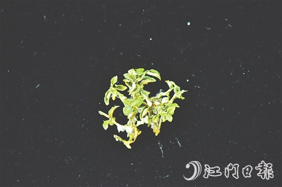 金線蘭全草均可入藥，曾被譽為“藥中之王”。