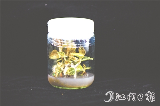 金線蘭全草均可入藥，曾被譽為“藥中之王”。