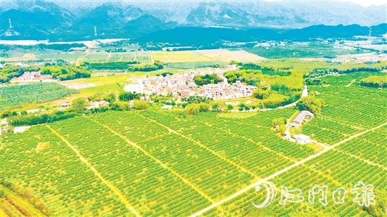 沙湖鎮(zhèn)茶枝柑種植漸成規(guī)模。