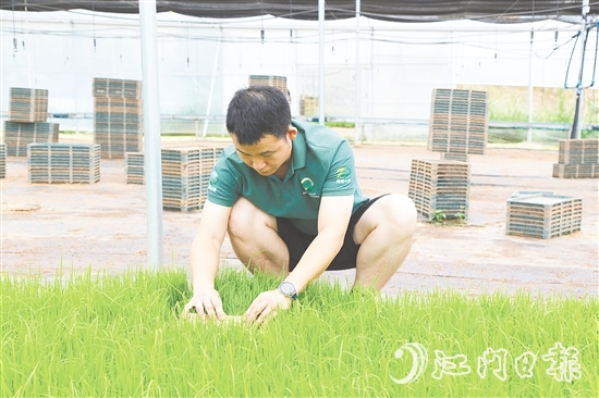 育秧大棚里，王曉庭俯身察看秧苗長勢。
