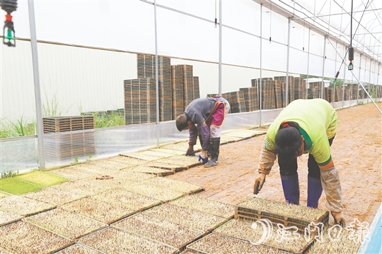 江門市德稻農(nóng)業(yè)種植合作社育秧中心年產(chǎn)32萬盤秧苗，不僅滿足周邊種植大戶的需求，還將秧苗賣到了大灣區(qū)和江西。