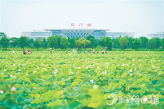 新會梅江農(nóng)業(yè)生態(tài)園中荷花已綻放，將于6-7月迎來盛花期。