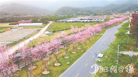 鶴山市堅持全市“一盤棋”推進(jìn)鄉(xiāng)村綠化工作。圖為鶴城鎮(zhèn)城西村櫻花大道。