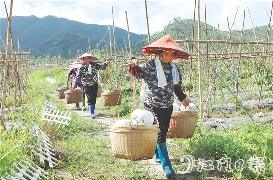 “潭碧冬瓜”地理標(biāo)志專用標(biāo)志的核準(zhǔn)使用既是對潭碧冬瓜產(chǎn)品質(zhì)量的高度認(rèn)可，又有助于保護(hù)和傳承地方特色產(chǎn)品。