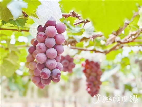 禮樂葡萄皮薄肉厚，甜度高。